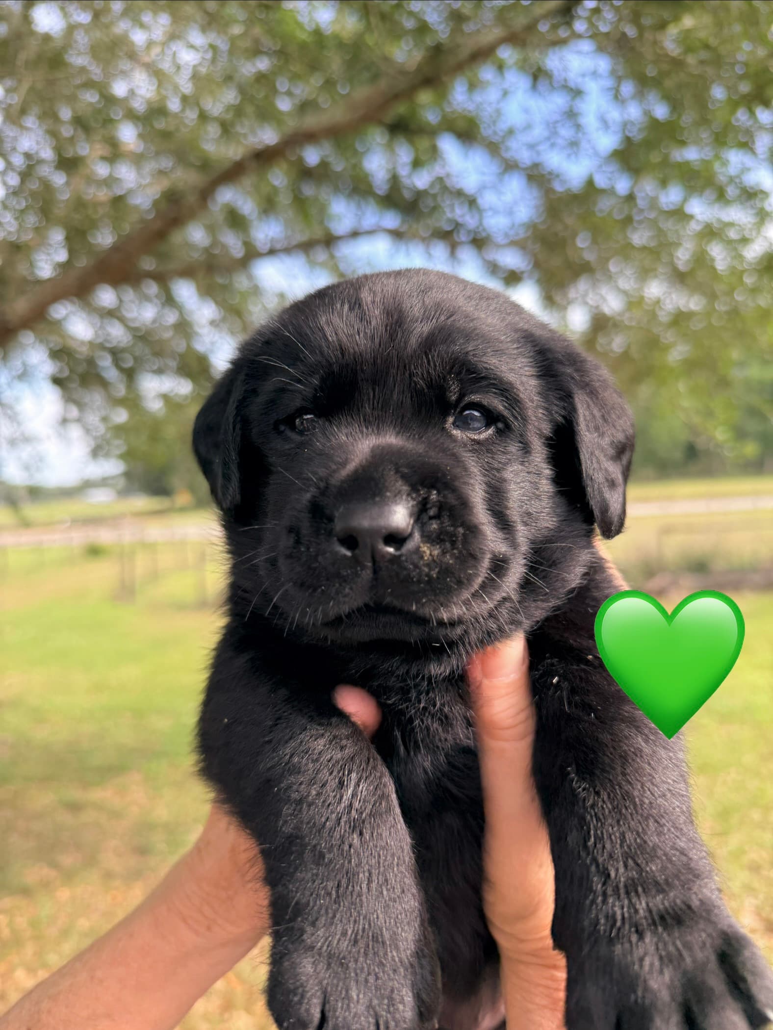 4weeks