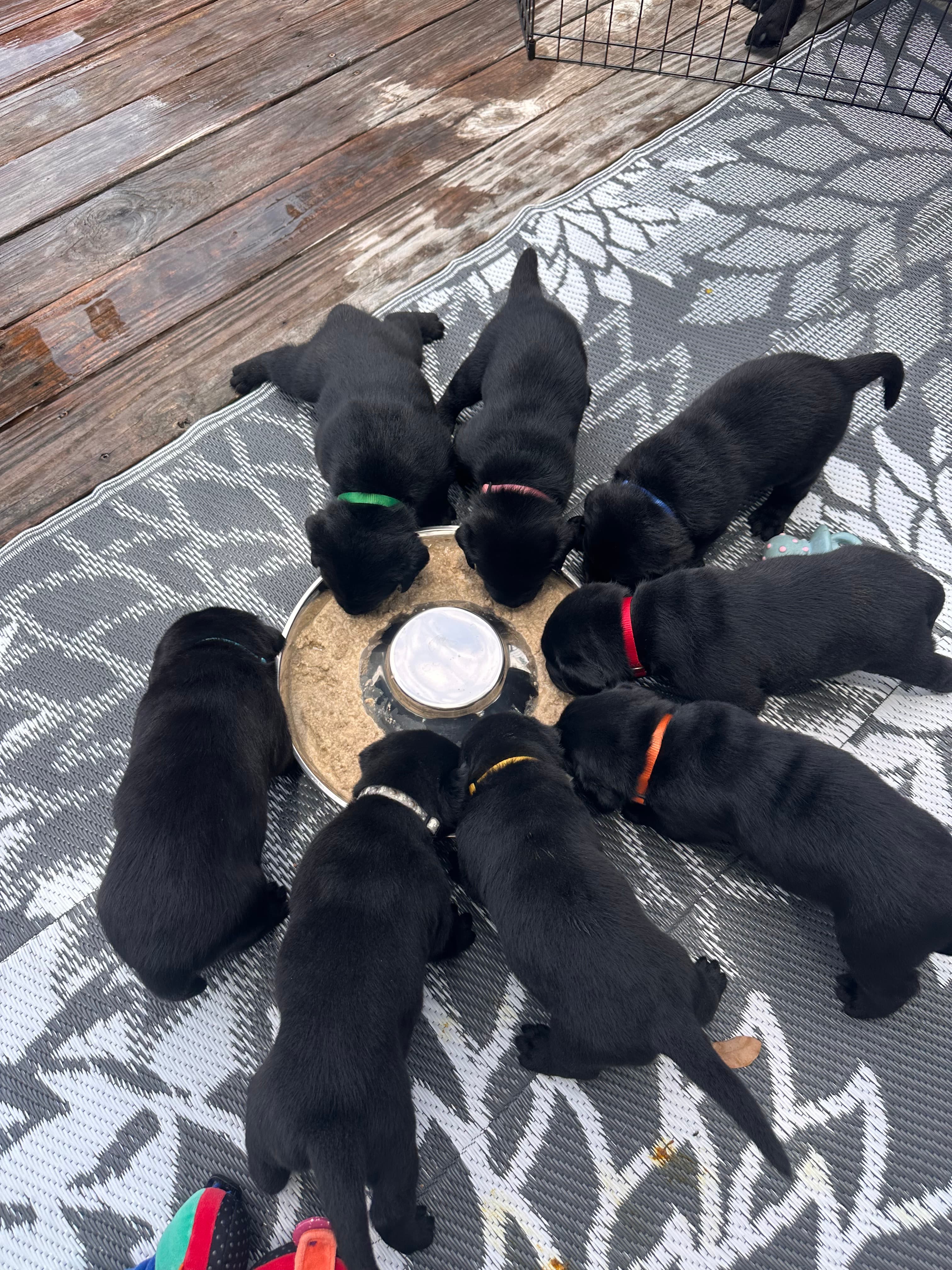 Chowing down!