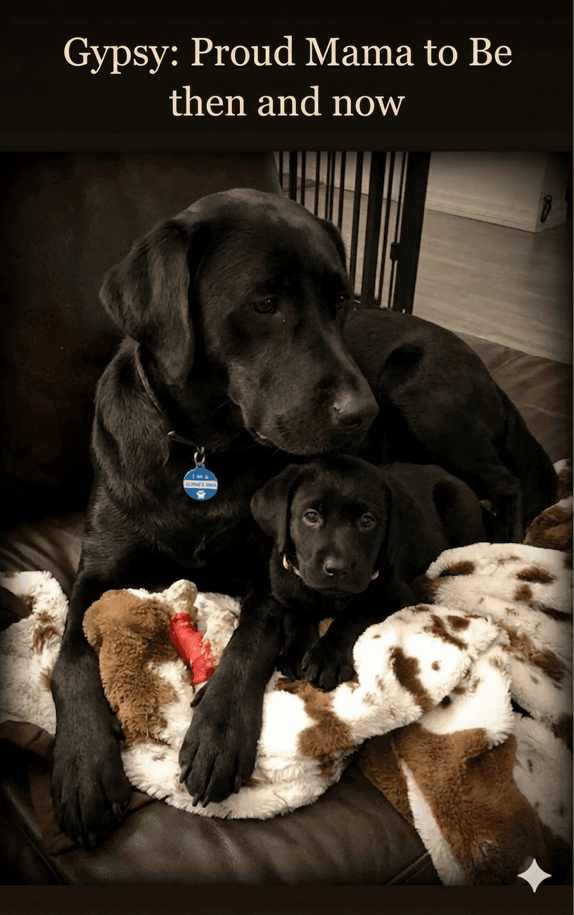 Gypsy: Then & Now