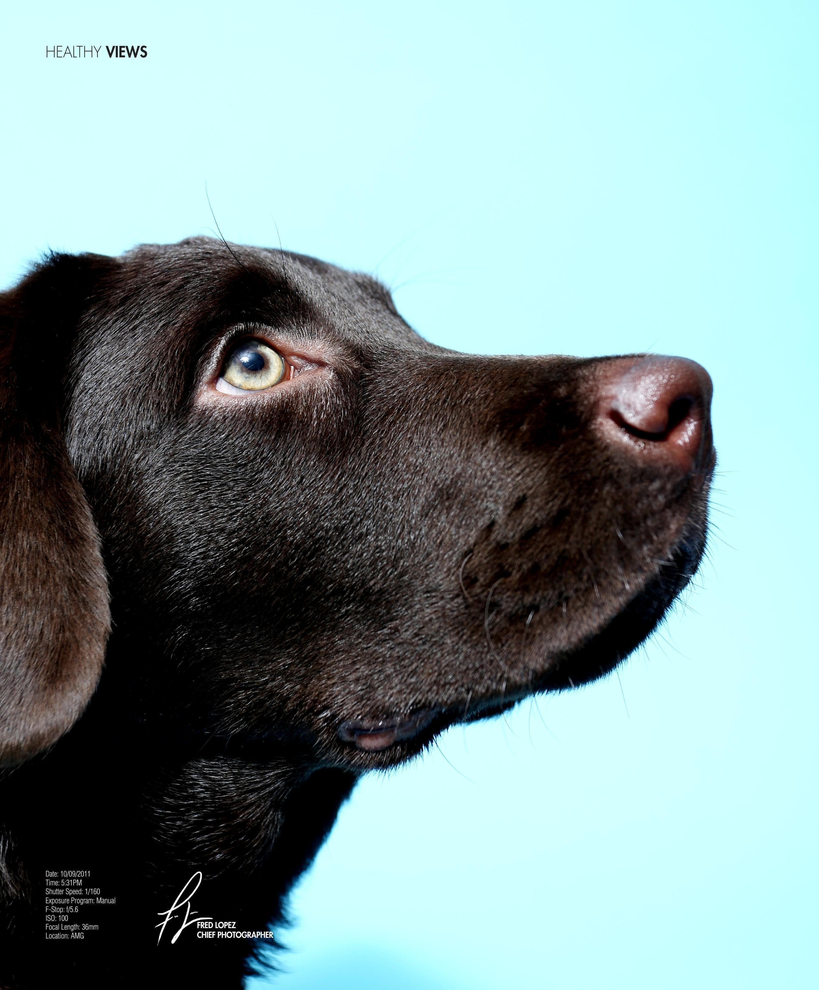 Professional dog training