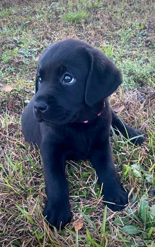 Labrador puppy