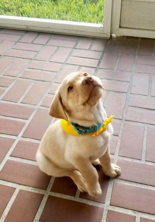 Dog training session